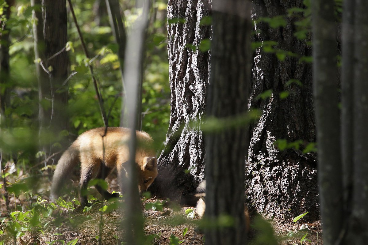 Fox Thread (update & backstory)For 4 years now, a presumably single bloodline of Foxes have returned each year to dig new homes and raise their young on the 3 acres of deciduous coniferous mixed forest I protect by living on it.  #NaturePhotography  #foxes