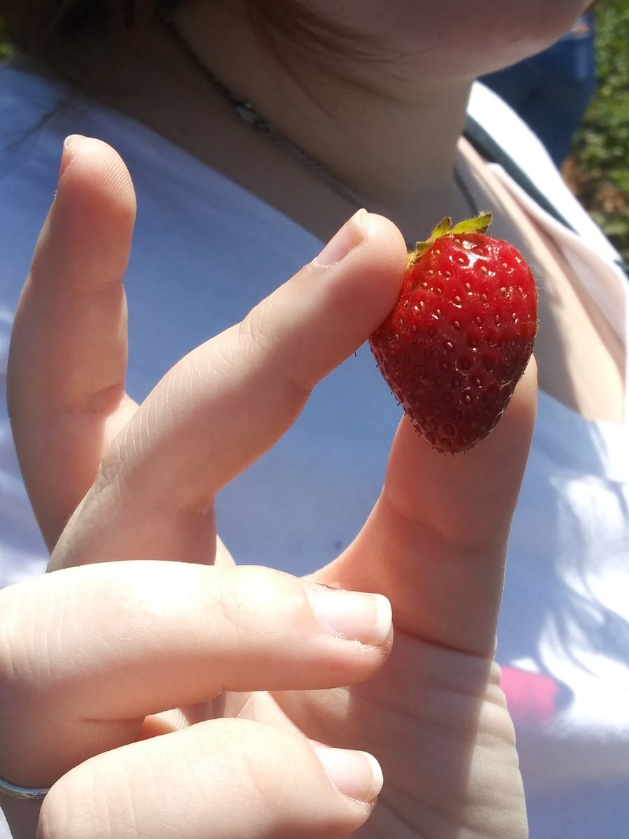 msconstuble's tweet image. Took my students on a virtual field trip to Kenny's Strawberry Farm in Rainbow CA on zoom. It was a beautiful day to get some sun and interact with my students. #kennysstrawberryfarm #zoom #virtualfieldtrip  #distancelearning @meadvalleyk5