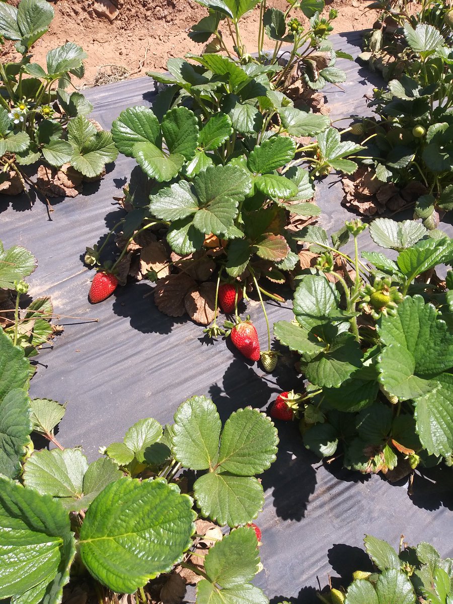 msconstuble's tweet image. Took my students on a virtual field trip to Kenny's Strawberry Farm in Rainbow CA on zoom. It was a beautiful day to get some sun and interact with my students. #kennysstrawberryfarm #zoom #virtualfieldtrip  #distancelearning @meadvalleyk5