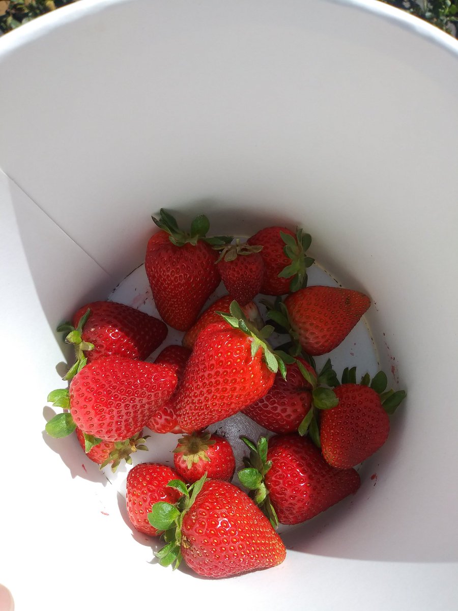 msconstuble's tweet image. Took my students on a virtual field trip to Kenny's Strawberry Farm in Rainbow CA on zoom. It was a beautiful day to get some sun and interact with my students. #kennysstrawberryfarm #zoom #virtualfieldtrip  #distancelearning @meadvalleyk5