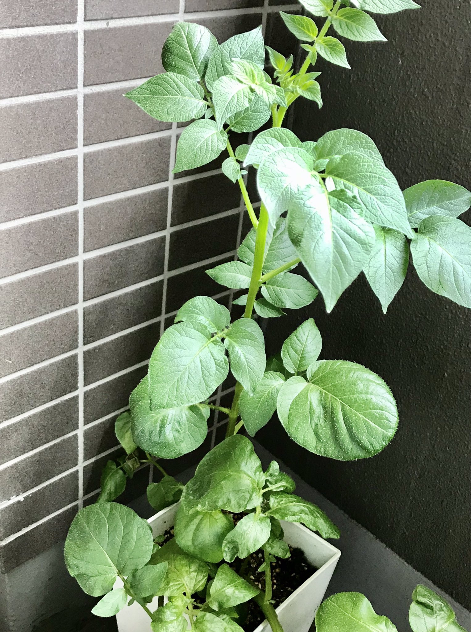 ひっそり 庶 民 に切り花の薔薇 を挿し木 基本 変化球 気まぐれ なんでも刺せばいいという訳じゃない じゃがいもvs薔薇 ハッシュタグに絵文字と句読点はダメだと知りました 残念 Vs 薔薇 じゃがいも勝つ か薔薇が咲くか T Co