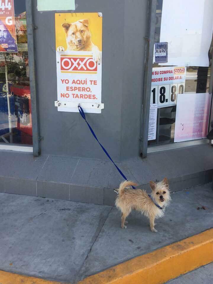 Tengo una colección de fotos de oxxos