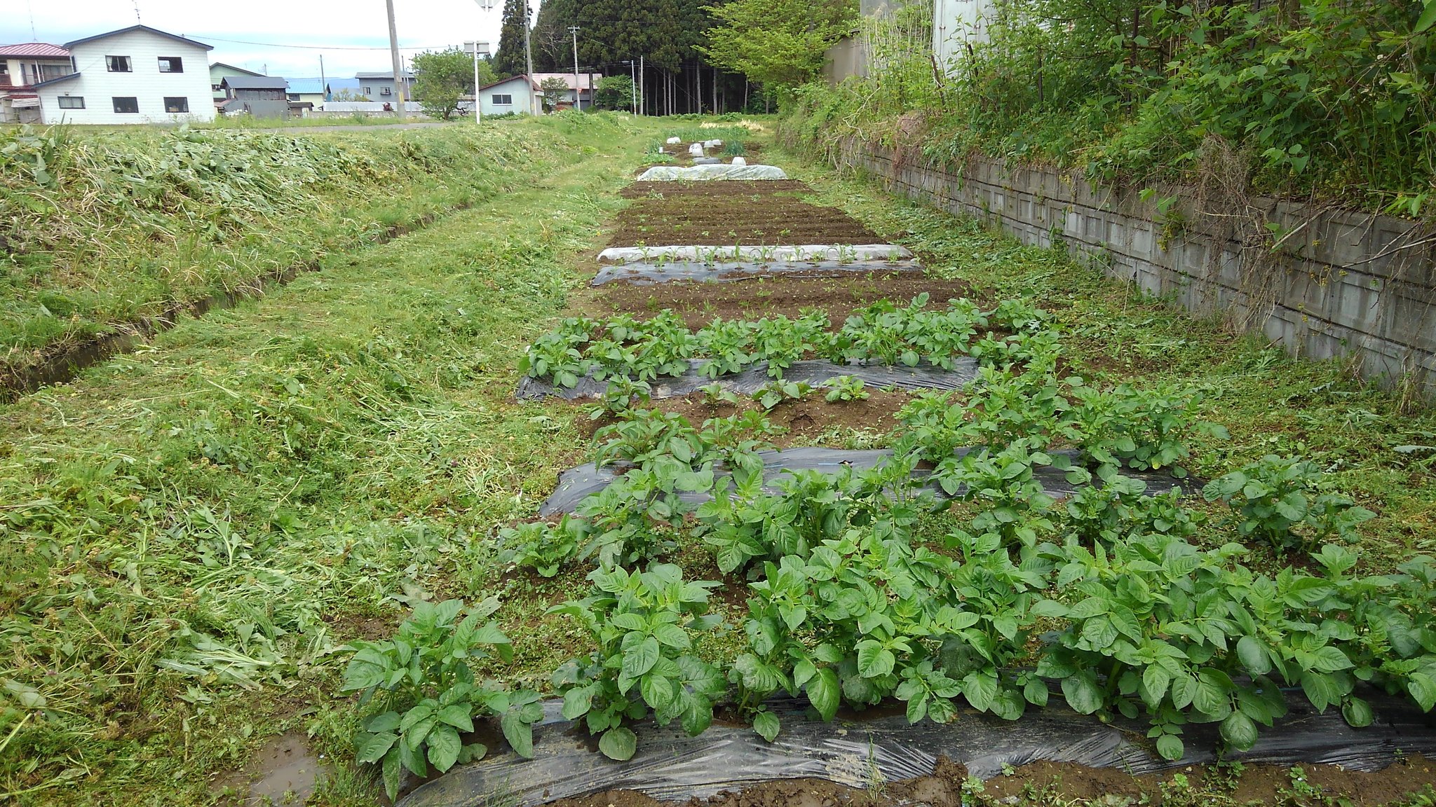 テントウムシダマシ Twitter Search Twitter