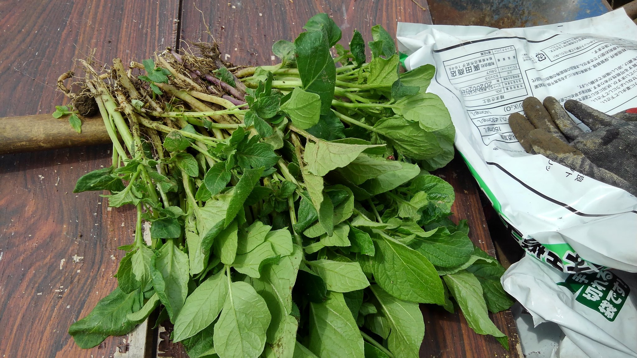 テントウムシダマシ Twitter Search Twitter