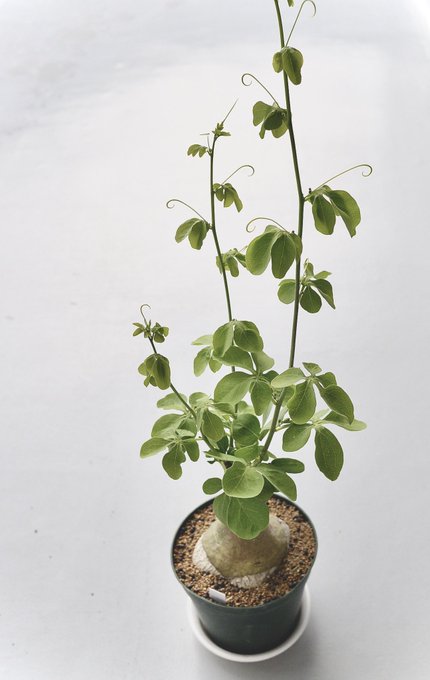 毎年ちゃんと生えてきて偉い。

Adenia glauca 