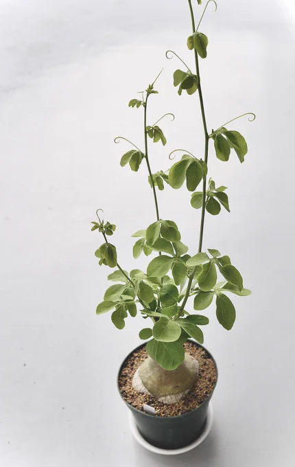 毎年ちゃんと生えてきて偉い。

Adenia glauca 