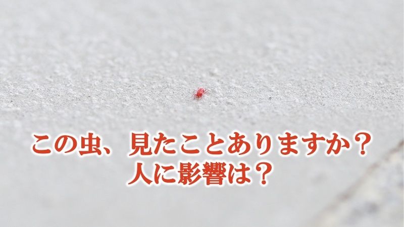 ウェザーニュース 5月に入ると 家の塀などで小さな赤い虫 を見ることがあります これは タカラダニ といって コンクリートなどの乾いた場所を好む雑食性のダニです 人を刺すことはありませんが 潰すと赤い体液が皮膚につき 場合によっては皮疹を