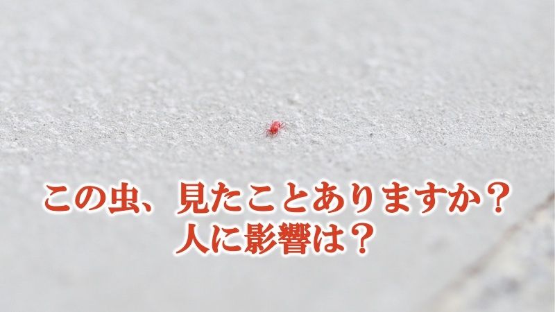 ウェザーニュース 5月に入ると 家の塀などで小さな赤い虫を見ることがあります これは タカラダニ といって コンクリート などの乾いた場所を好む雑食性のダニです 人を刺すことはありませんが 潰すと赤い体液が皮膚につき 場合によっては皮疹を