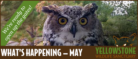 We are re-opening tomorrow (Saturday) at 10:00 a.m. Get all the details in our May newsletter. If you haven't subscribed yet, just follow this link! #WildlifeSanctuary
mailchi.mp/ee9587a56299/w…
