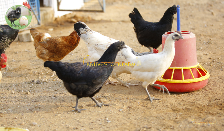 KBlivestockfarm's tweet photo. Other symptoms of coccidiosis can include:
5. Decreased food or water consumption.
6. Ruffled feathers.
7. Weight loss (in older chickens)
8. Decreased growth rate (in young chickens)
#kadaknath  #poultry_Farm #kb_livestock_farm #coccidiosis #symptoms  #chickens_live #free_range https://t.co/js3RDZXfMD