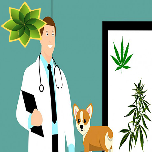 CannabiMedia's tweet photo. El estado de la medicina veterinaria ha avanzado significativamente en los últimos años y, gracias a la disponibilidad de medicamentos más efectivos, muchas mascotas viven más de lo que podían hace años.
¿Quieres saber mas?
👇👇👇
https://t.co/QdMymhlWNA https://t.co/SffFRxbLiv