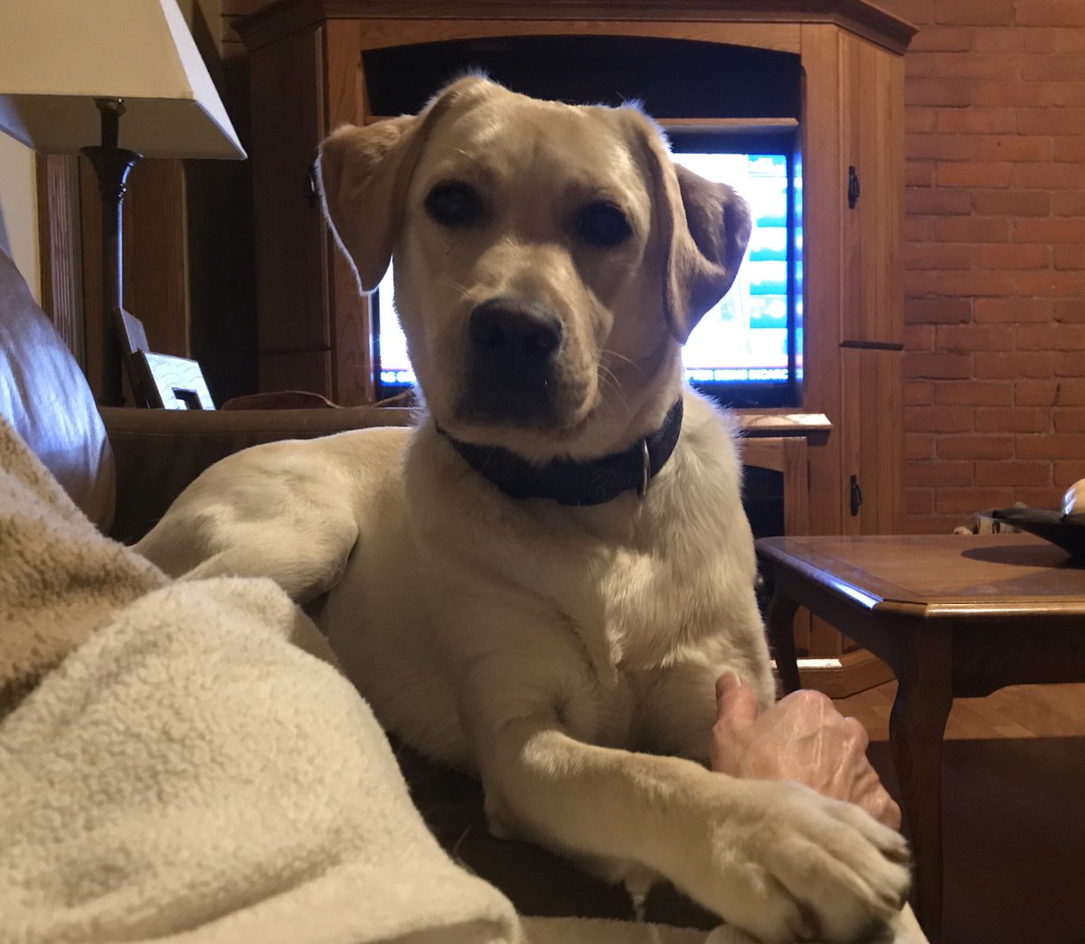 cmjmarie's tweet photo. @DaisyGrp @kinsellawarren This is our sweet Daisy. She desperately wants me to stop watching the news and focus on bigger issues like her dinner. #daisydogs https://t.co/eCjSK2tSKM