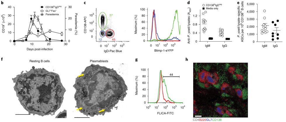 mmw_lmw's tweet photo. #Humoral_Immunity to #Malaria | impared by infection-induced #Plasmablasts that are a nutrient sink | Noah Butler @uiowa @NatImmunol https://t.co/oH86HD25ER https://t.co/b4dh1eI6wb