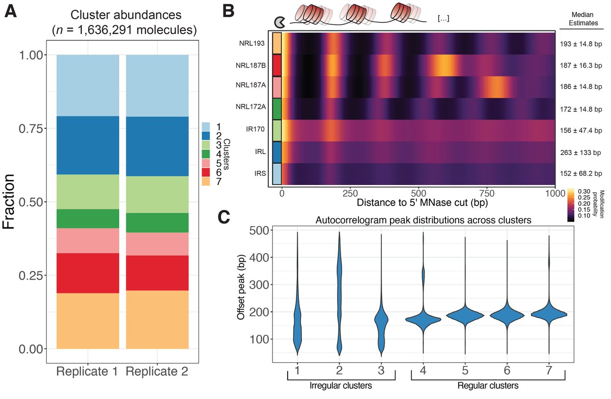 We borrowed an algorithm often used in sc-omics & clustered mols. We found 7 diff. ‘oligonucleosome patterns’ demarcated by both nuc regularity & spacing. We looked @ nuc patterns @ TF binding sites (low coverage but hints of cool bio!), & in epigenomic domains (read preprint!)