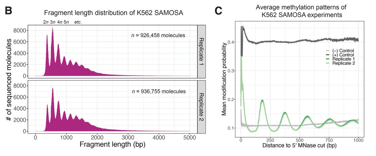 Next applied SAMOSA to arrays from living cells. We borrowed protocol to solubilize MNase-cut oligonucs from mammalian nuclei, & methylated (K562). Approach provides “di-omic” info—MNase cuts @ ends (a la Array-seq of Baldi et al), and m6dA signal to footprint nucs along mol.