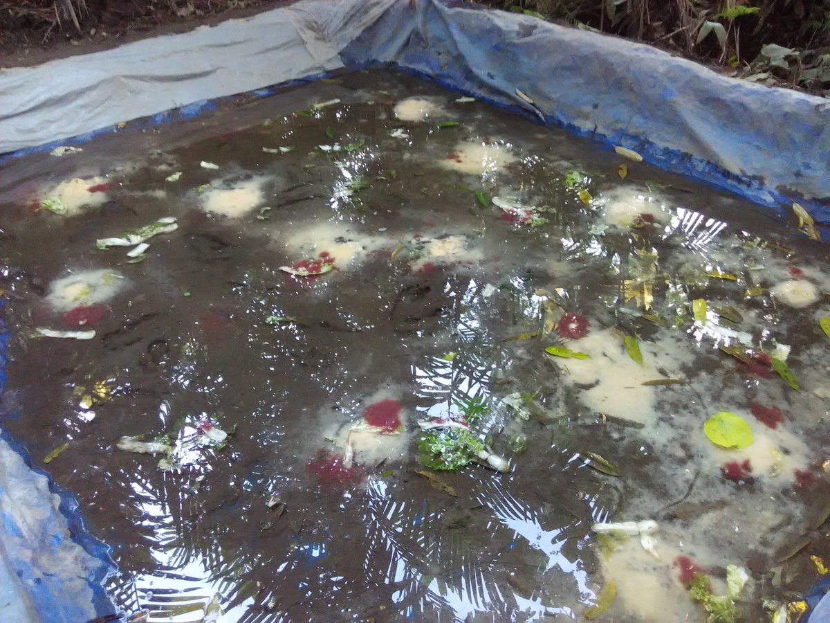 atknowledge's tweet image. Casut 22 mei 2020