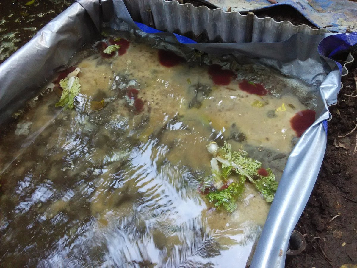 atknowledge's tweet image. Casut 22 mei 2020