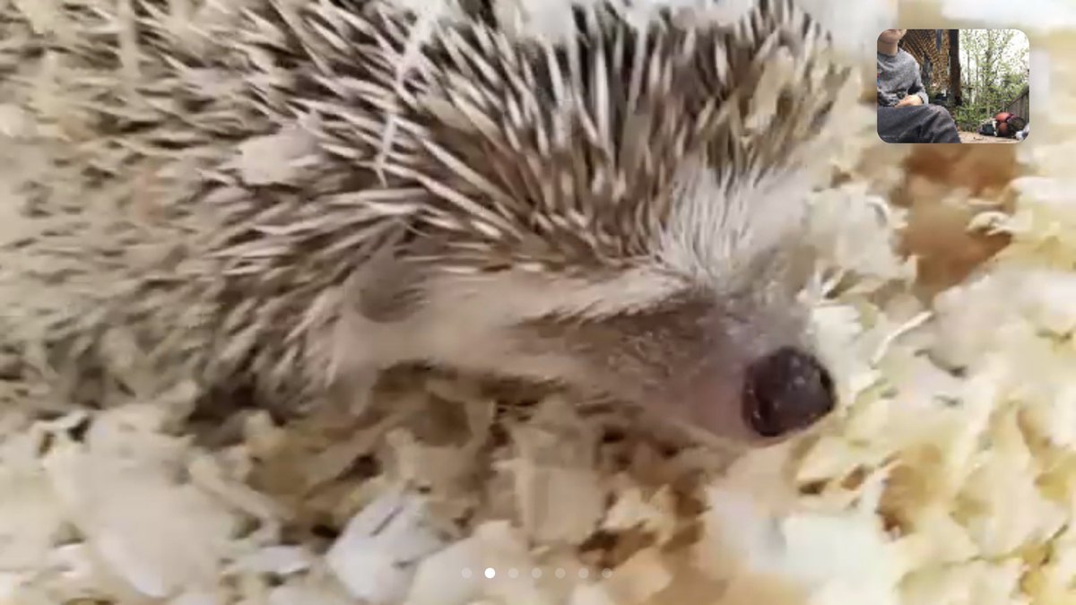 CSDDavisLMcAr's tweet photo. Today should have been our field trip to the @ElmwoodParkZoo. Thankfully the zoo keepers brought the zoo to us!  We met June, an African Pygmy hedgehog. Did you know that hedgehogs have some natural immunity to venom 😱 https://t.co/fC1VlnjNdI