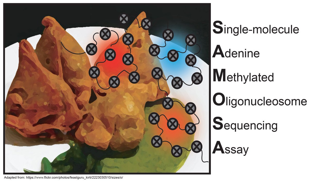 One of our standing goals is to extend massively multiplex measurement to 3rd Gen sequencing tech—this is our first of hopefully a few examples of that. We asked: can we use PacBio SMRT sequencing to footprint oligonucleosomes in a non-destructive way?