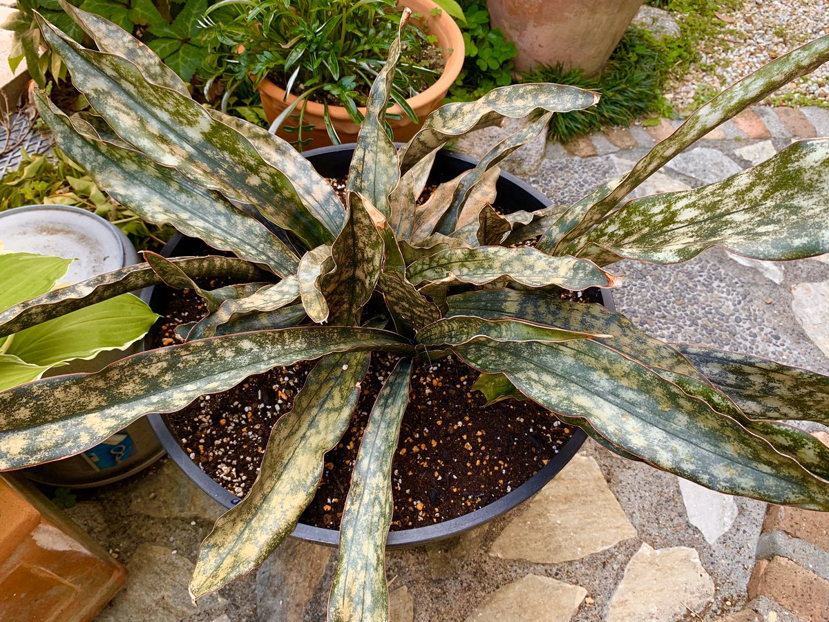 をちゃわん 3年ぶりにサンセベリア キルキーコパトーンの植え替え完了 リットルの鉢になり冬に室内に移動させるの大変かも 黄金色の斑が色気あって好き 8年ほど前に赤塚植物園のポイントでもらった時は10cm程度の株が 今は1mに をちゃわん 3年ぶりにサンセベリア キルキーコパトーンの植え替え完了 リットルの鉢になり冬に室内に移動させるの大変かも 黄金色の斑が色気あって好き 8年ほど前に赤塚植物園のポイントでもらった時は10cm程度の株が 今は1mに