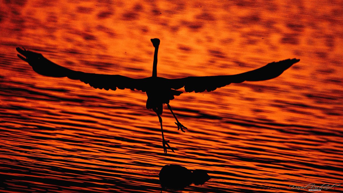 Great blue heron flies over Lake Erie just after sunset. @LorainPort_LPA <a href="/LorainLHouse/">Lorain Lighthouse</a> <a href="/CityofLorain_OH/">City of Lorain,OH</a> #sunset #birdphotography #nikonz6