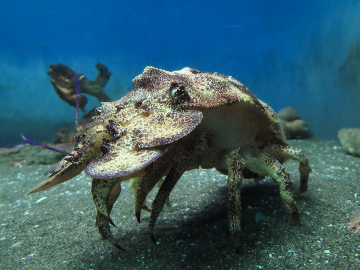 博物倶楽部 公式 در توییتر セミエビって甲殻類でもかなりかっこいい部類の生き物だと思うの 油壺マリンパーク エア博物館 博物倶楽部 公式 در توییتر セミエビって甲殻類でもかなりかっこいい部類の生き物だと思うの 油壺マリンパーク エア博物館