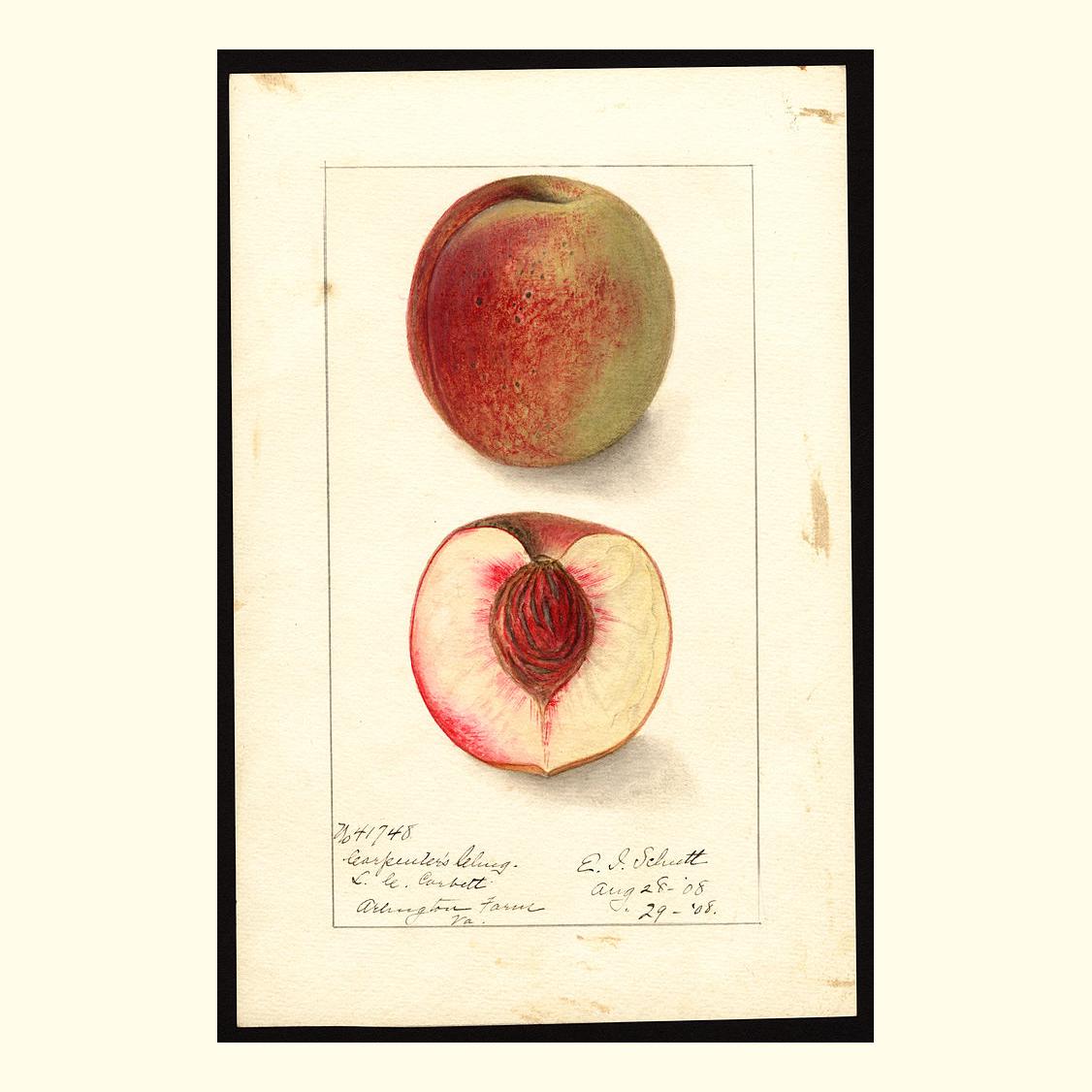 pomological's tweet photo. carpenters cling peaches, painted by ellen isham schutt, 1908 https://t.co/X1H7dhXeWo
