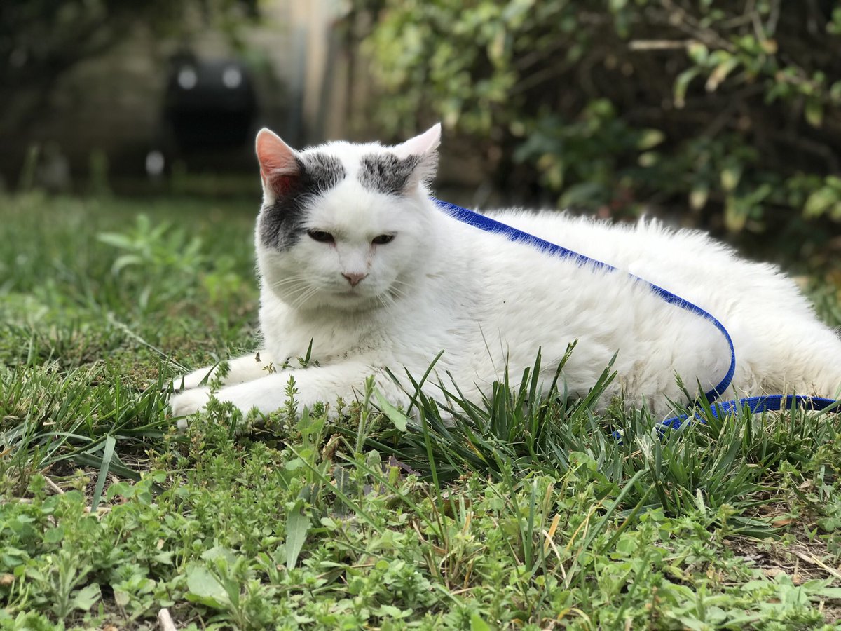 ThompsonDaCat tweet picture