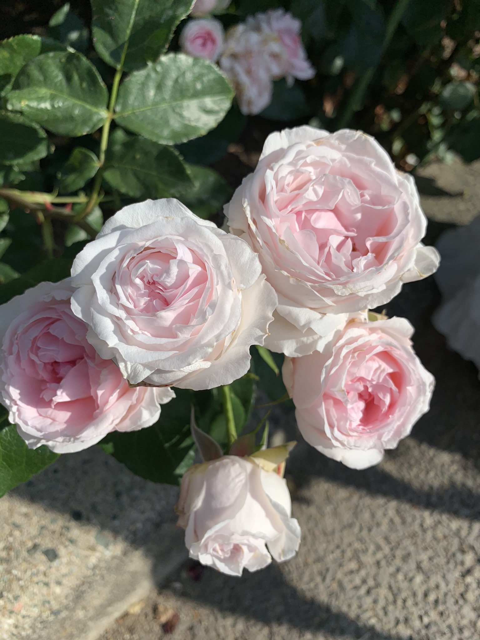 もに子 ツキノニワ 次春ドルパ 薔薇と少女 このバラきっとマリーアントワネットをイメージした品種だよね プチトリアノン T Co K35bbvzenj Twitter