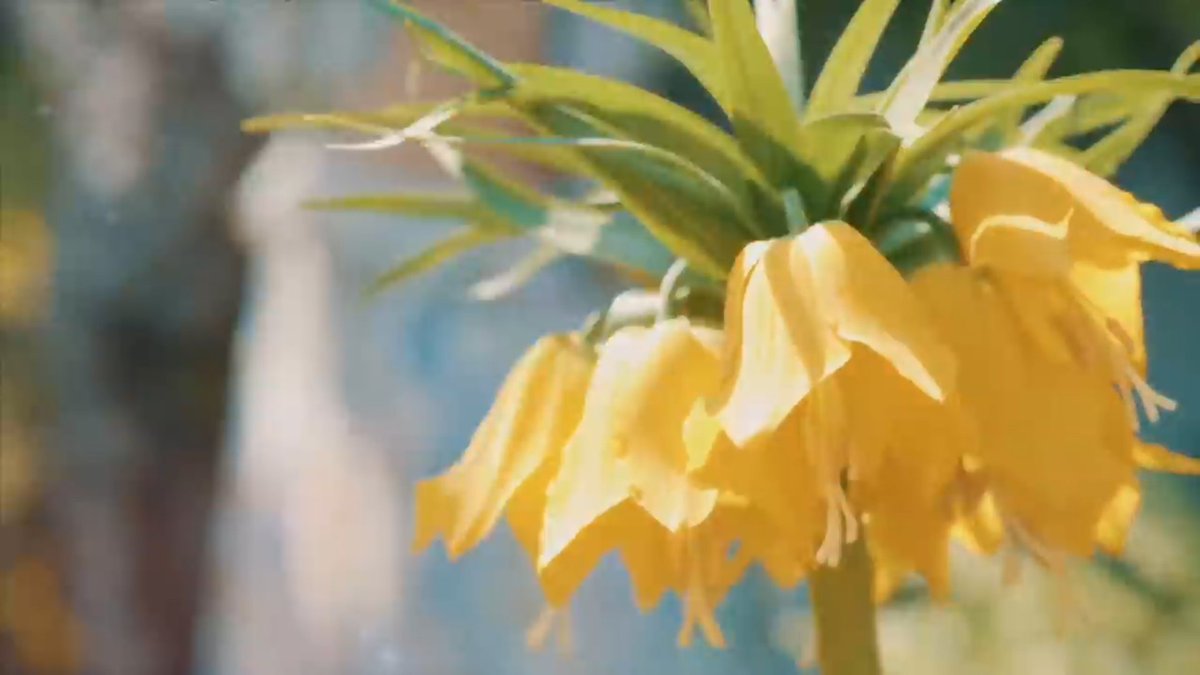 The Crown Imperial/Fritillaria Imperialis(Momo) @JYPETWICE -The plant has no known symbolism, but it doesn't need one.-First ornamental species to be cultivated by humankind.-It keeps mice and moles away by giving off a slightly musky scent. #TWICE  #MOREandMORE