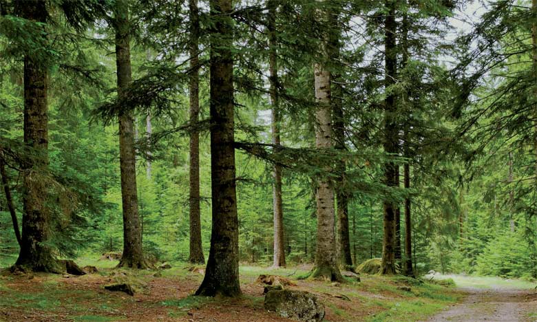 Ajoutons qu'elle est très boisée, que les arbres y atteignent une hauteur prodigieuse et que toutes les productions du sol y abondent.