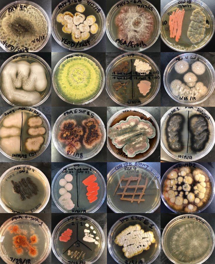 Apparently today was #BiodiversityDay, so in honor of that I thought I'd share some colorful colonies of #MarineFungi from my adventures with the <a href="/GladfelterLab/">Gladfelter Lab</a>