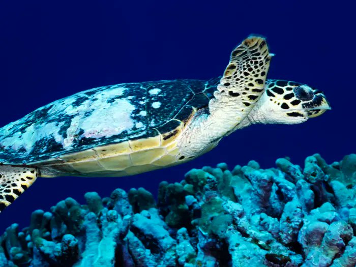 Incredible journey of a loggerhead turtle to home. This is Yoshi & she traveled 37000 kms from Africa to Australia to find her nesting grounds in March. Also incredible to observe how these creatures move to such a length & why we need to protect nesting grounds.  #WorldTurtleDay