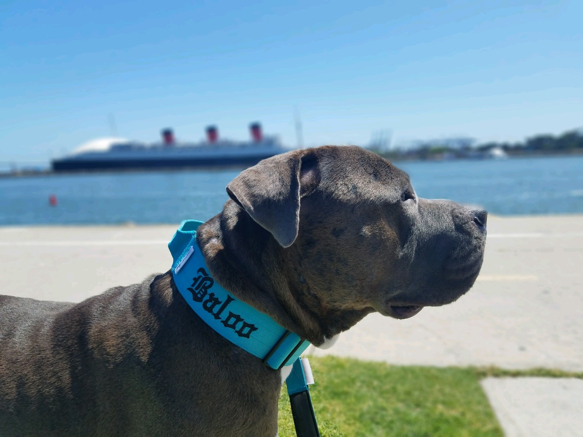 Baloowiththebr1's tweet photo. Took dad to the ocean to clear his head. We both gots sun & sea breeze to sniffs #winwin ππ #beachdog #sunshine #happydog #queenmary #pitbulls #bullmastiff #Staffordshire #dogsoftwitter #pawsitivity #rescuedog #fureverhome #love #dogs #behappy #ocean #getoutandrelax #enjoylife https://t.co/wSH5usGukJ