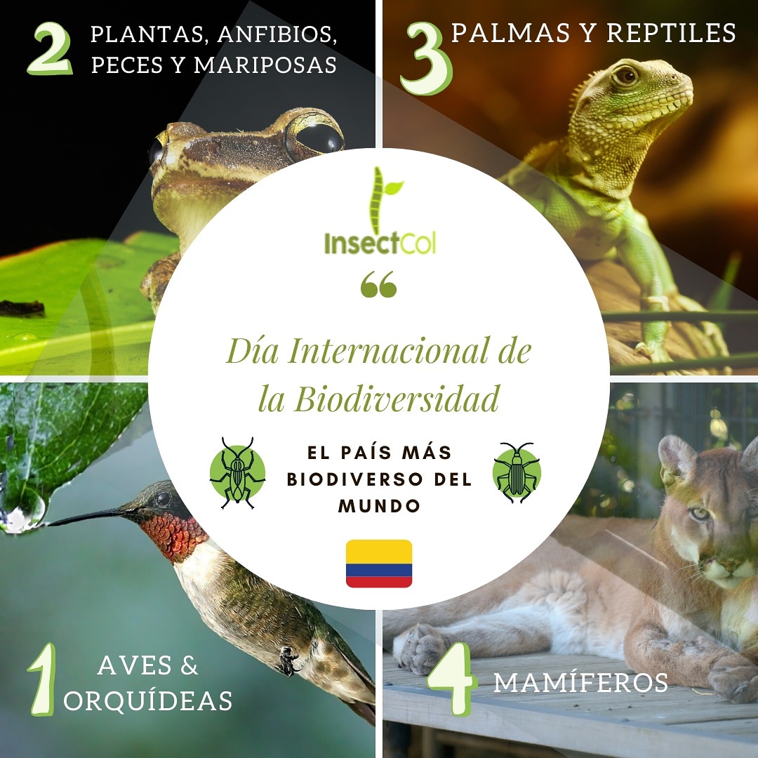 Insectcol's tweet image. Somos el país más mega diverso del mundo 🇨🇴 y debemos aportar a cuidar de ella.
#díadelabiodiversidad #22may #earth #biodiversity #diversity #climatechange #cambioclimatico #crisisambiental #climatechange #fridayforfuture #futuroverde #planetearth #planetatierra🌎 #ambientalista