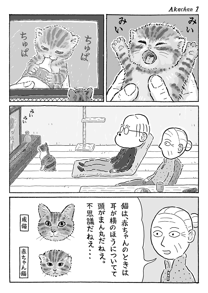 2ページ猫漫画「猫が赤ちゃんのとき」 #猫の菊ちゃん 