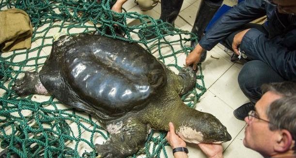 Some of them are on verge of extinction. This is last male Yangtze Giant Softshell  #Turtle, which died recently. Now only three females are alive on the planet. They will die in our lifetime. Which means this species will be no more on  #Earth !! PC NatGeo.