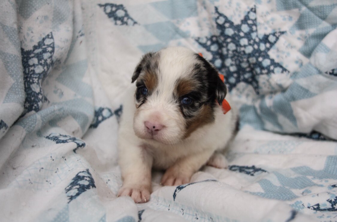 Look at these sweet little Australian Shepard girls!!😍