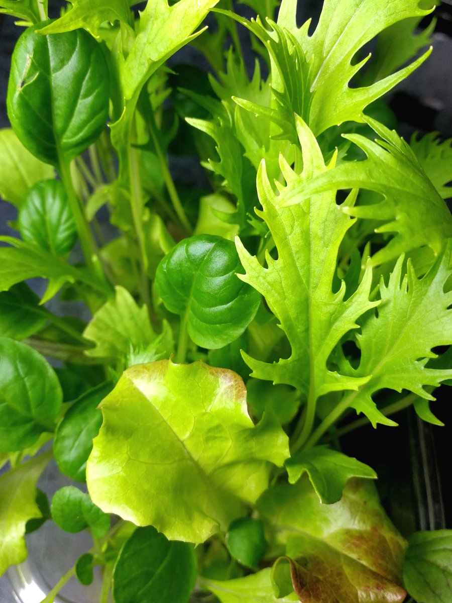 Bee Flute Stayhome 真っ只中のgw期間中に播種 虫かごケース水耕栽培 を始めた 小さな100均 のケースと小型ledでベビーリーフの栽培 あれから約3週間 ピンと真っ直ぐ上に 根もしっかりと成長してくれた テスト栽培は成功 そろそろ収穫します