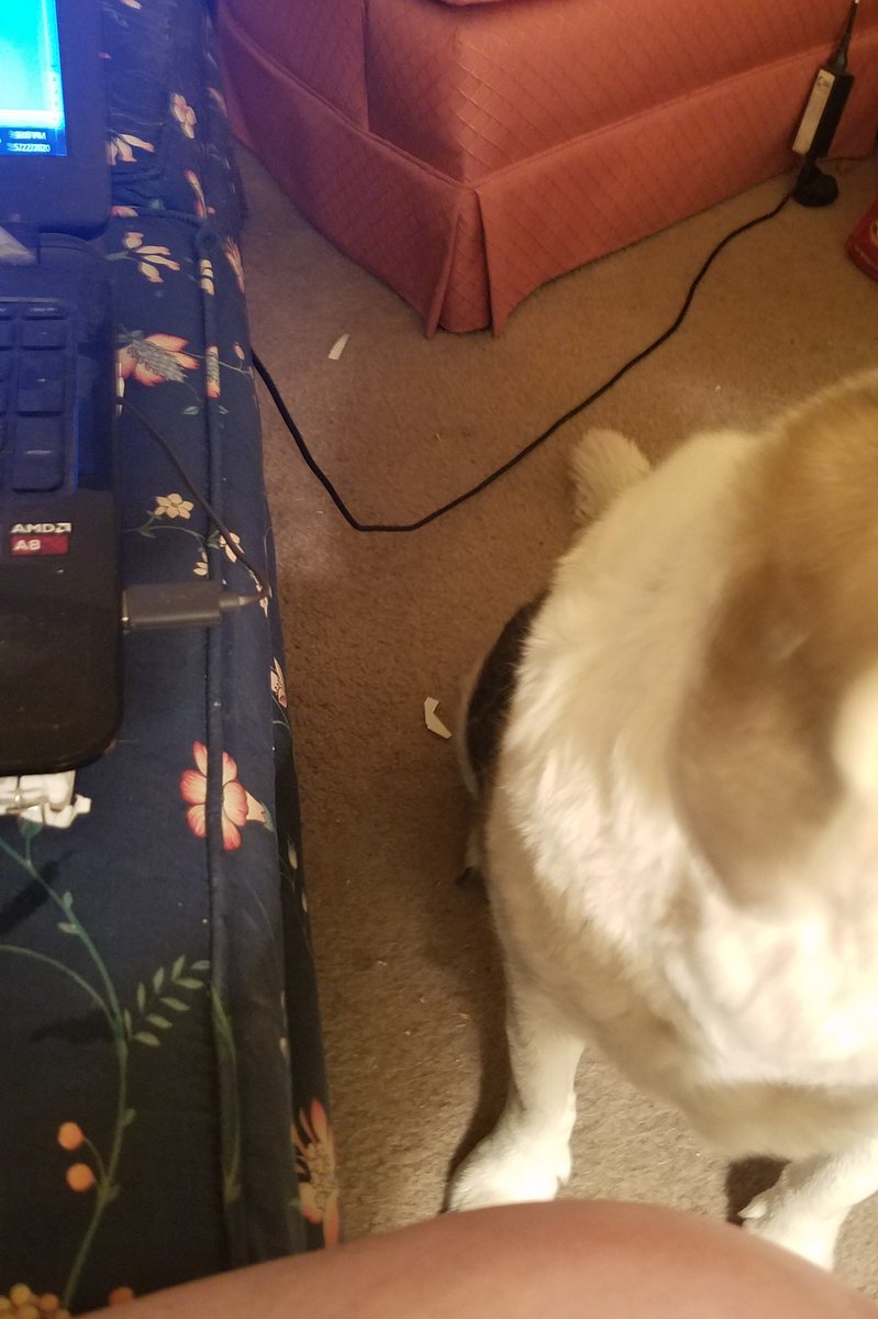 katyjohnson30's tweet photo. Sorry, Dodger, what did you want to tell me about the *checks paper on table & work on laptop* pro-democracy movement in Zimbabwe? 📚 #Imworkinghere https://t.co/6yckUByhjz