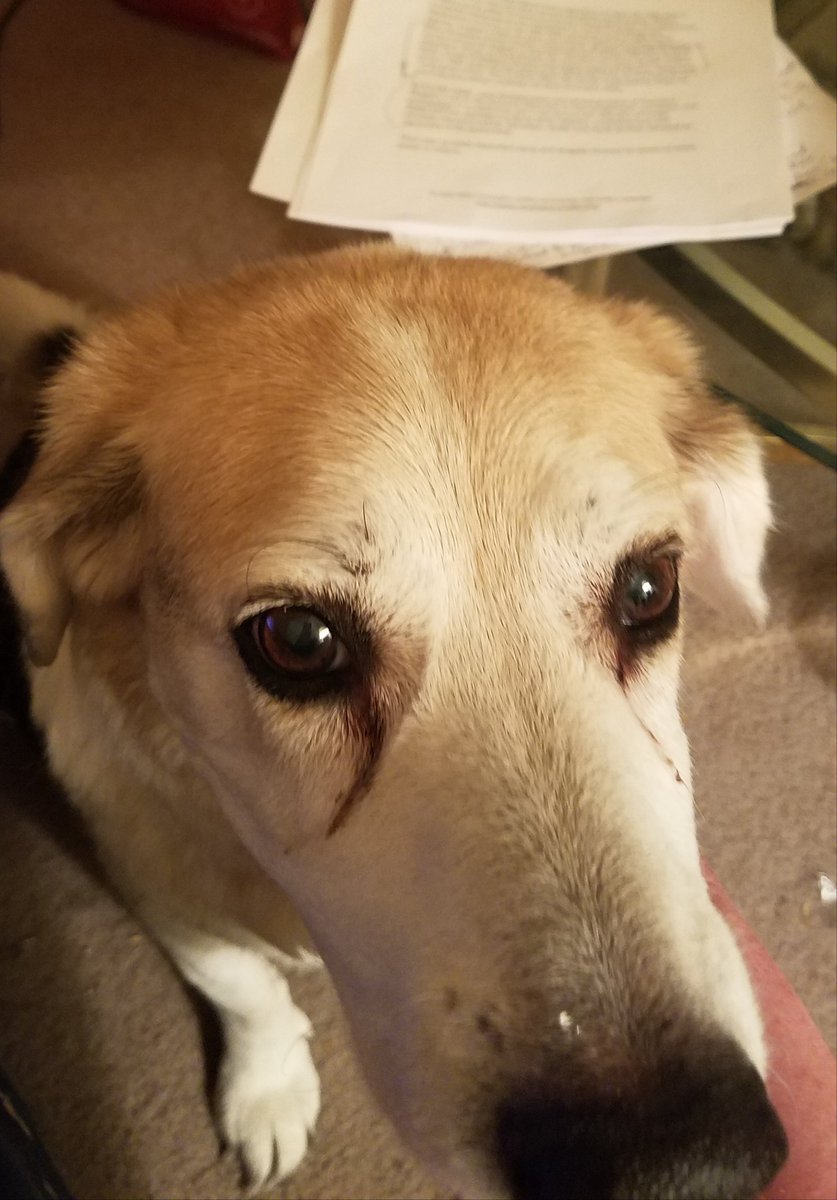 katyjohnson30's tweet photo. Sorry, Dodger, what did you want to tell me about the *checks paper on table & work on laptop* pro-democracy movement in Zimbabwe? 📚 #Imworkinghere https://t.co/6yckUByhjz