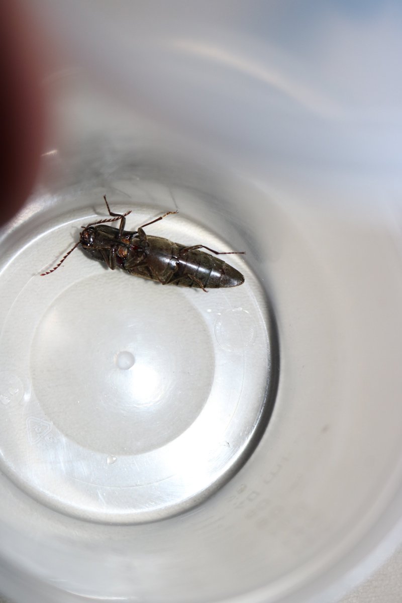 1000pede's tweet photo. #bugsinyourbackyard More photos https://t.co/pH7KKH4sqO