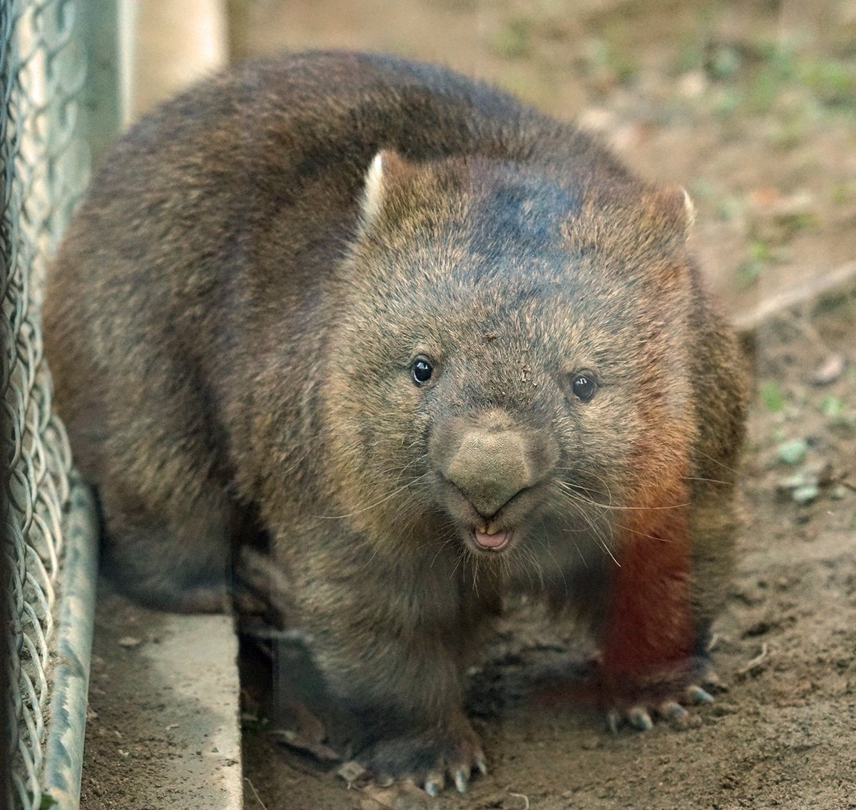 Twitter 上的 Wombot The Most Intimidating Wombat Look Of All T Co Jxba7tdgow Twitter