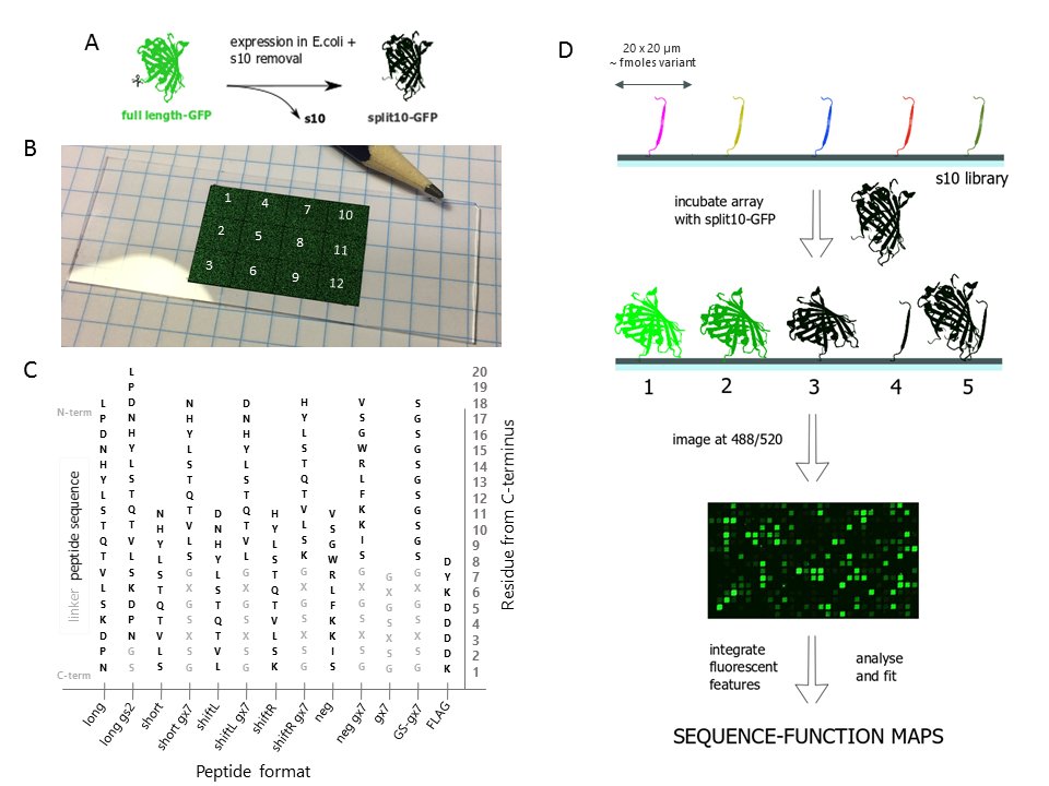 antonescuoana's tweet photo. We generated a comprehensive substitutional map of a split fluorescent protein #splitFP fragment using a cool new method involving more chemistry than biology #peptidearrays. Excited to share the main chunk of my PhD work, now on @biorxivpreprint https://t.co/4zXFfDm6jH