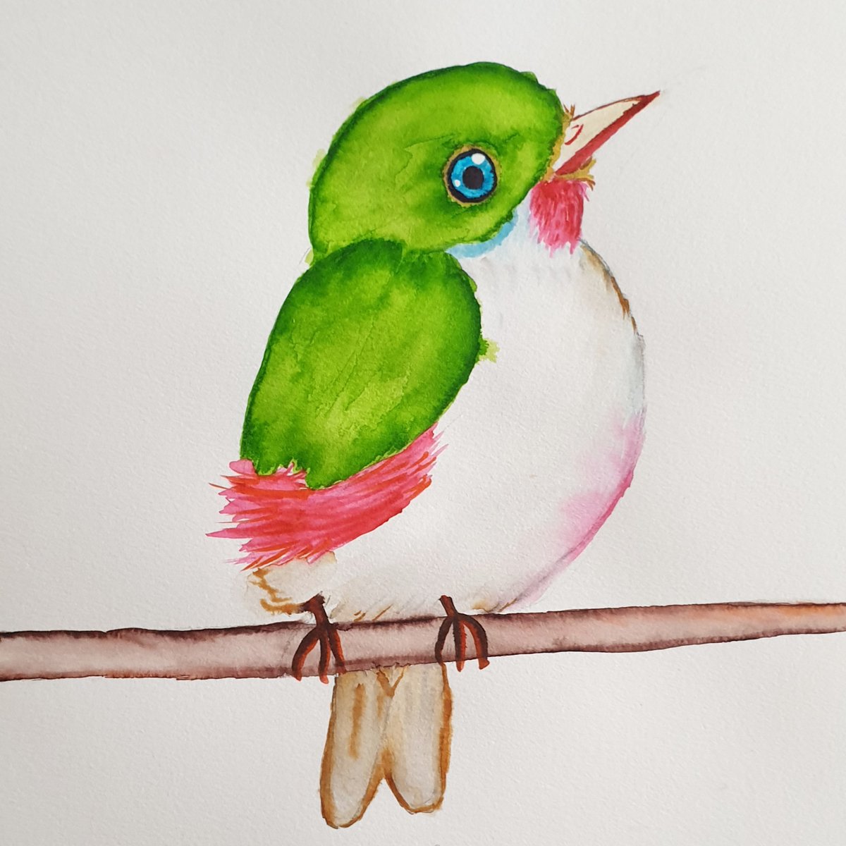 hatcakap's tweet photo. Cuban Tody sadece Küba'da ve bitişik adalarda yaşıyormuş. Sırf bu kuşları görmek için gidilmez mi oralara. #cubantody #hergüne1kuş #birdfreak #birdpainting https://t.co/BeQOJ20GFP