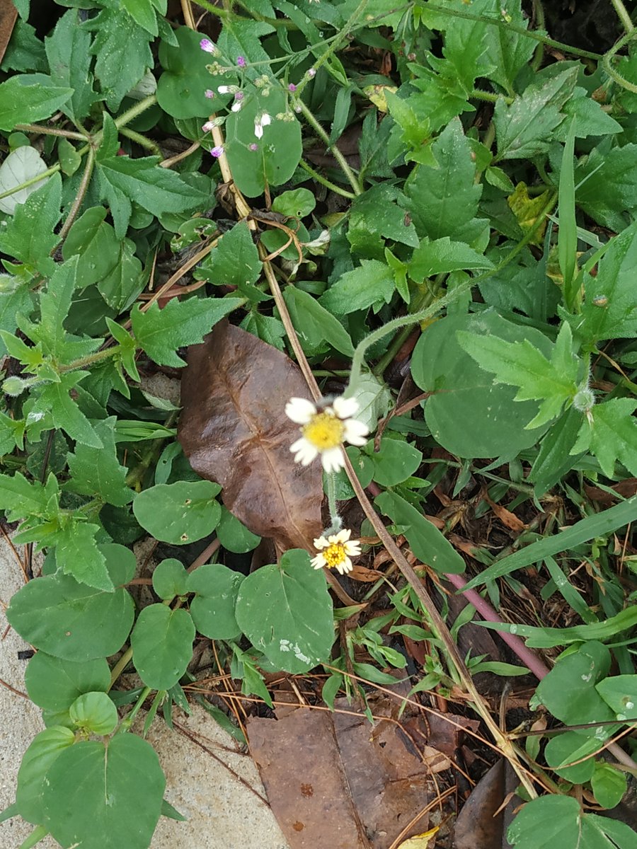 BalconyUprising's tweet photo. As #COVID circuit breaker in Singapore continues, the verges are coming to life. Plenty of urban biodiversity on show. Why not leave them this way? #betterbalconies #cities #biodiversity #parks https://t.co/IeX2zgf4xn