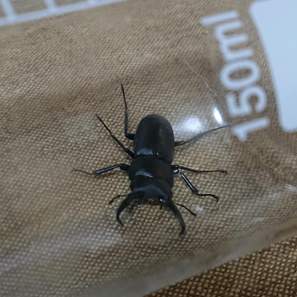 オノッチ 全く意味がわからないけど 今 窓ガラスに虫がぶつかる音 がして ベランダの窓にカナブンでもぶつかったのかと見に行ったら コクワガタがいました 家の中に 窓は網戸にすらしてないのに 散歩中に犬にくっついたのかな
