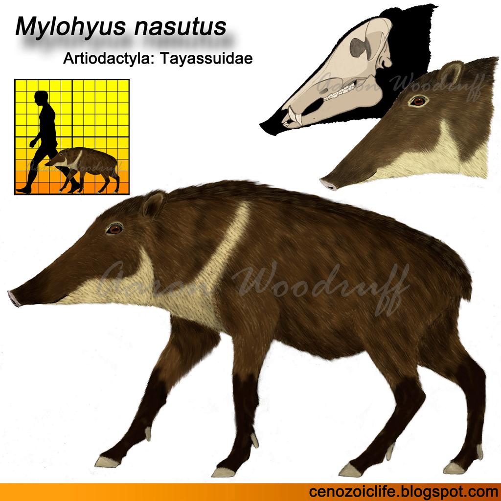 The skeletal remains of the two jaguars, fragments from other species including extinct taxa as mastodon (Mammut americanum), long nosed peccary (Mylohyus nasutus), (Canis dirus), tapir (Tapirus). More than 50 sp. have been identified from bones, potential preys of this felids.