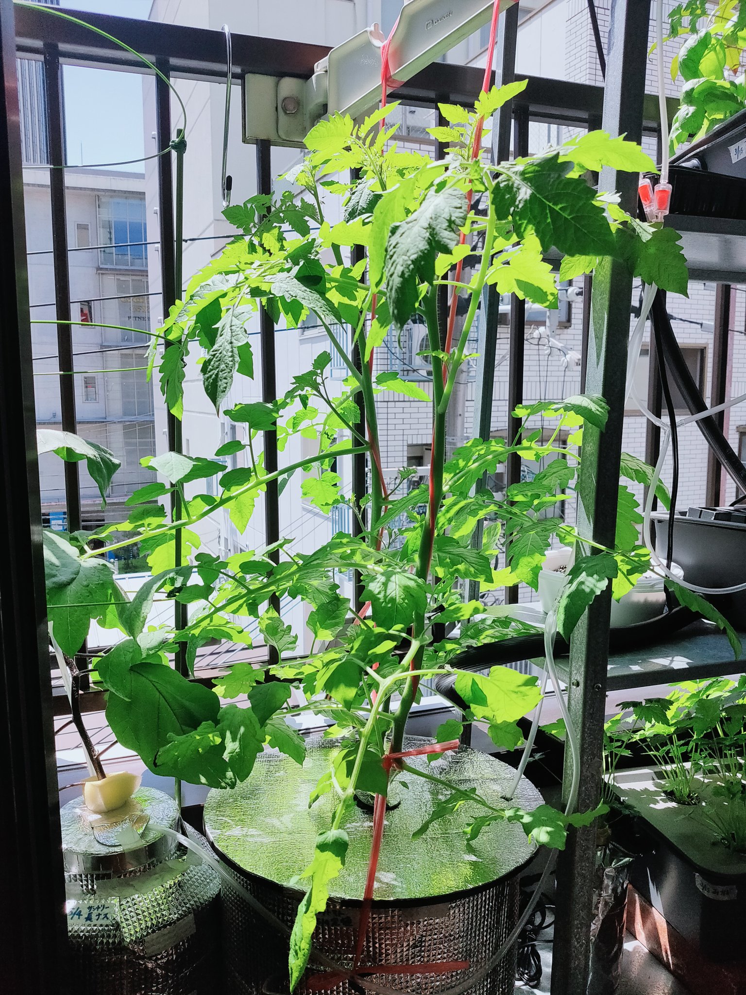 Zaabii 今日は です 水耕栽培のミニトマト 定植してから19日目 だいぶ大きく育ってきたんだけども花が咲かないのよね 樹ボケってやつかなぁ 花芽は出来てるんだけど 水耕栽培 ベランダ菜園 家庭菜園初心者 ミニトマト T Co Zaabii 今日は です 水耕栽培のミニトマト 定植してから19日目 だいぶ大きく育ってきたんだけども花が咲かないのよね 樹ボケってやつかなぁ 花芽は出来てるんだけど 水耕栽培 ベランダ菜園 家庭菜園初心者 ミニトマト T Co