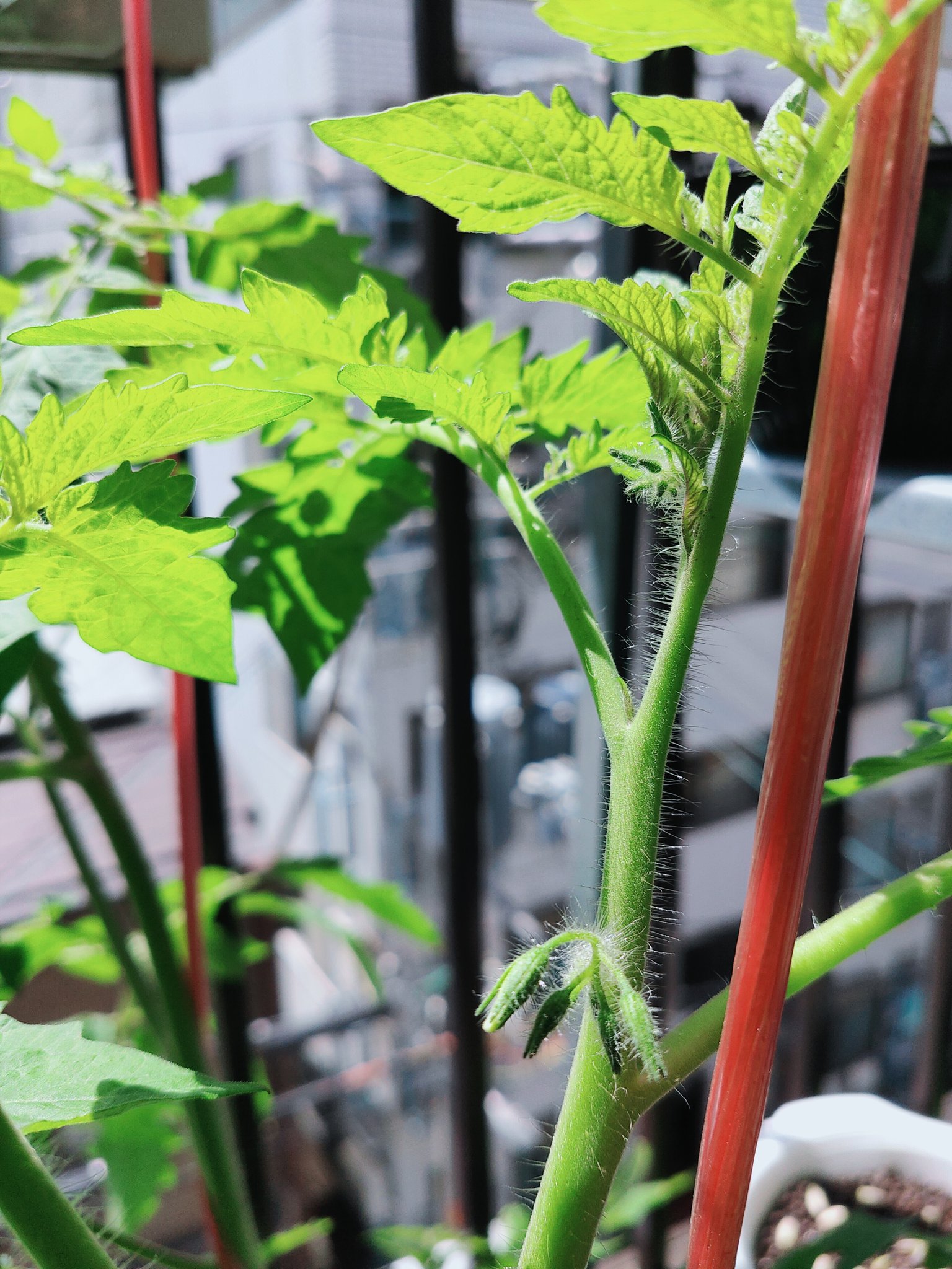 Zaabii 今日は です 水耕栽培のミニトマト 定植してから19日目 だいぶ大きく育ってきたんだけども花が咲かないのよね 樹ボケってやつかなぁ 花芽は出来てるんだけど 水耕栽培 ベランダ菜園 家庭菜園初心者 ミニトマト T Co